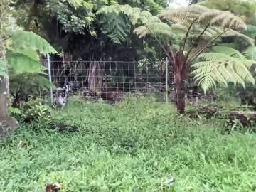 girl kaileeshy image #1992470